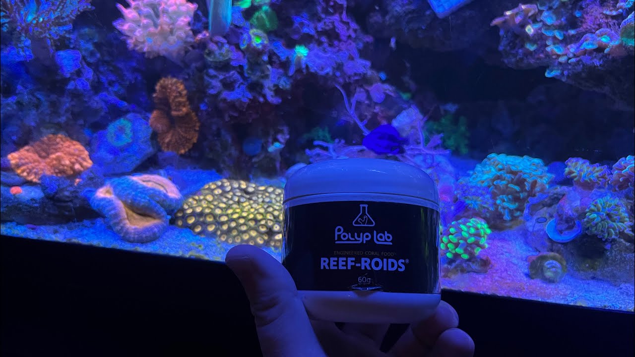 Should you feed corals in your saltwater reef tank? - YouTube