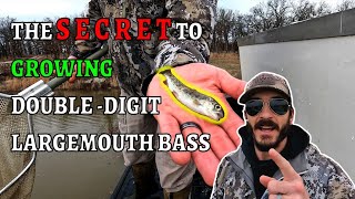 5 Reasons Your Bass Need Rainbow Trout: Stocking Fingerlings To Grow MONSTER BASS!