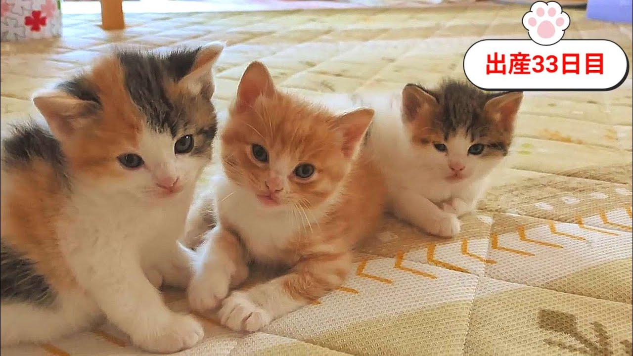 [生後33日目]膝の上でプロレスを始めました❤️