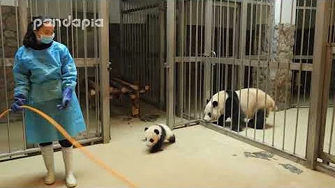 Panda keeper gives the baby cub back to his mum - DayDayNews