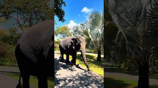 සදලි #elephant #birdspark #visitsrilanka #travel #animals #fyp #trending #hambantota #srilanka