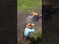 p4916 Mô phỏng những kĩ năng sinh tồn tuyệt vời 2 ,#shorts