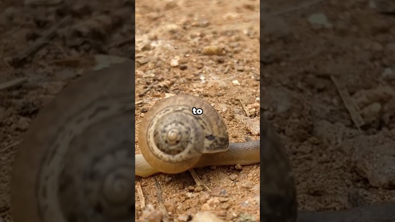 Snails Survive by Being Slow on Purpose | Did you know? 