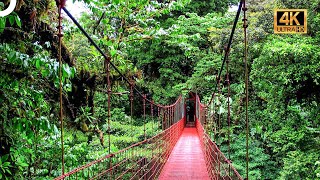 A Magnificent Trip: Costa Rica Rainforest | Miracles Of Nature | 4K Nature Documentary The Remarkable Wildlife Of Costa Rica Deep Into The Wild Bbc Earth