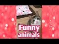 Unnatural funny animals videos ♥ funny animals compilation 2017 ♥ Laugh and die vol-1