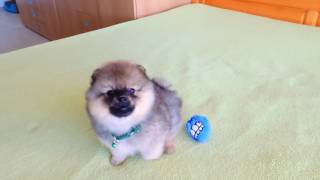 Male pomeranian puppy for sale