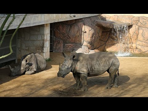 Cotswold park welcomes Markus, a rare white rhino calf -Africanews