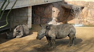 Cotswold park welcomes Markus, a rare white rhino calf -Africanews