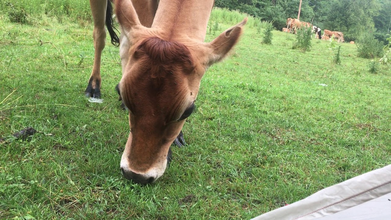 Cow Ambush on Appalachian Trail Thru Hike 2017