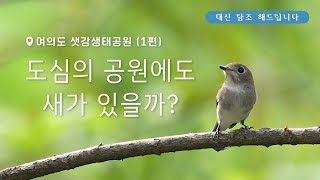 샛강생태공원 오리못 영상