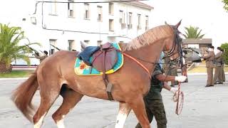 Caballería Cumple Con La Tradición Y Rinde Honores Al Apostol Santiago