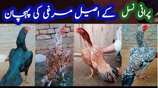 Old Bloodline Aseel Murgi Ki Pehchan |