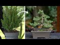 Low cost bonsai 6