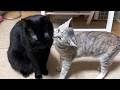 R村の朝。先輩猫たちに毎日欠かさず挨拶する子猫が可愛すぎます♡