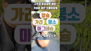고추 칼슘 부족 현상 엽면시비 관주로 해결하세요 #두배업칼붕