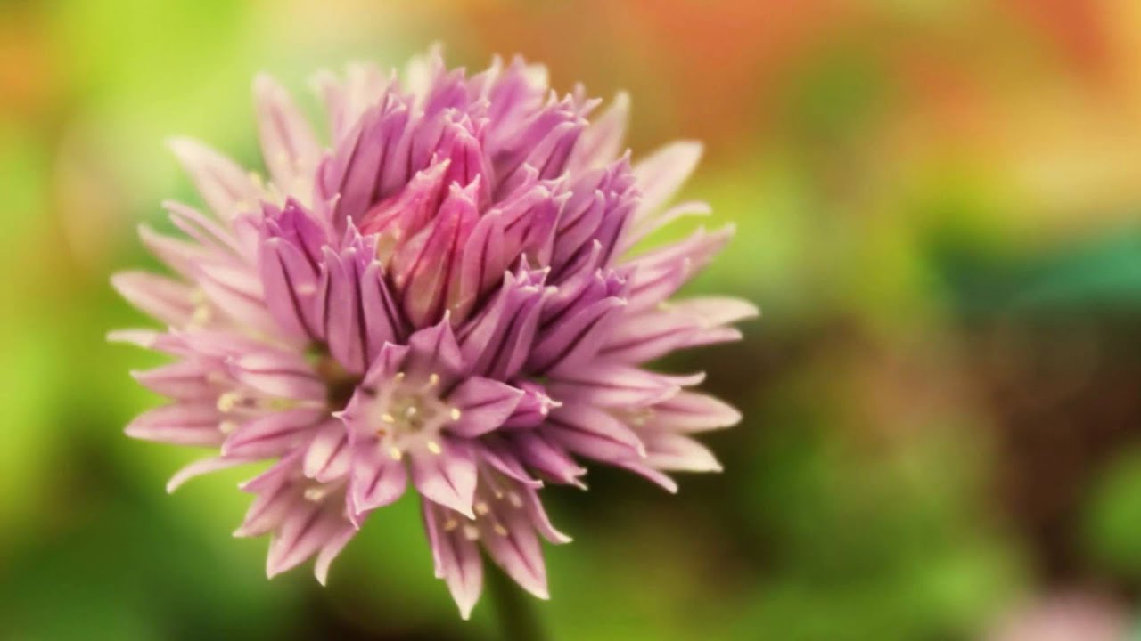 Canon 550D (T2i) Photography Reel 2011 #1 - TheVerticalArts