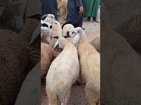 سوق الاحد بلفاع12 18 2025 التغطيه اكسبلور الغنمي  متابعه تيك توك لايك