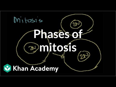 Video: Bagaimanakah kandungan DNA berubah semasa kitaran sel dan mitosis?