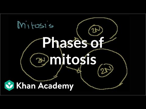 Phases of Mitosis