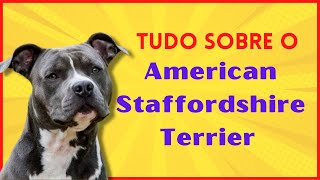 American Staffordshire Terrier Personalidade, Origem, Características