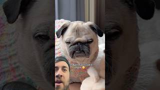 Does Loulou become a BIG SISTER?!#pug  #shorts #funny | highheatrichie reacts with commentary