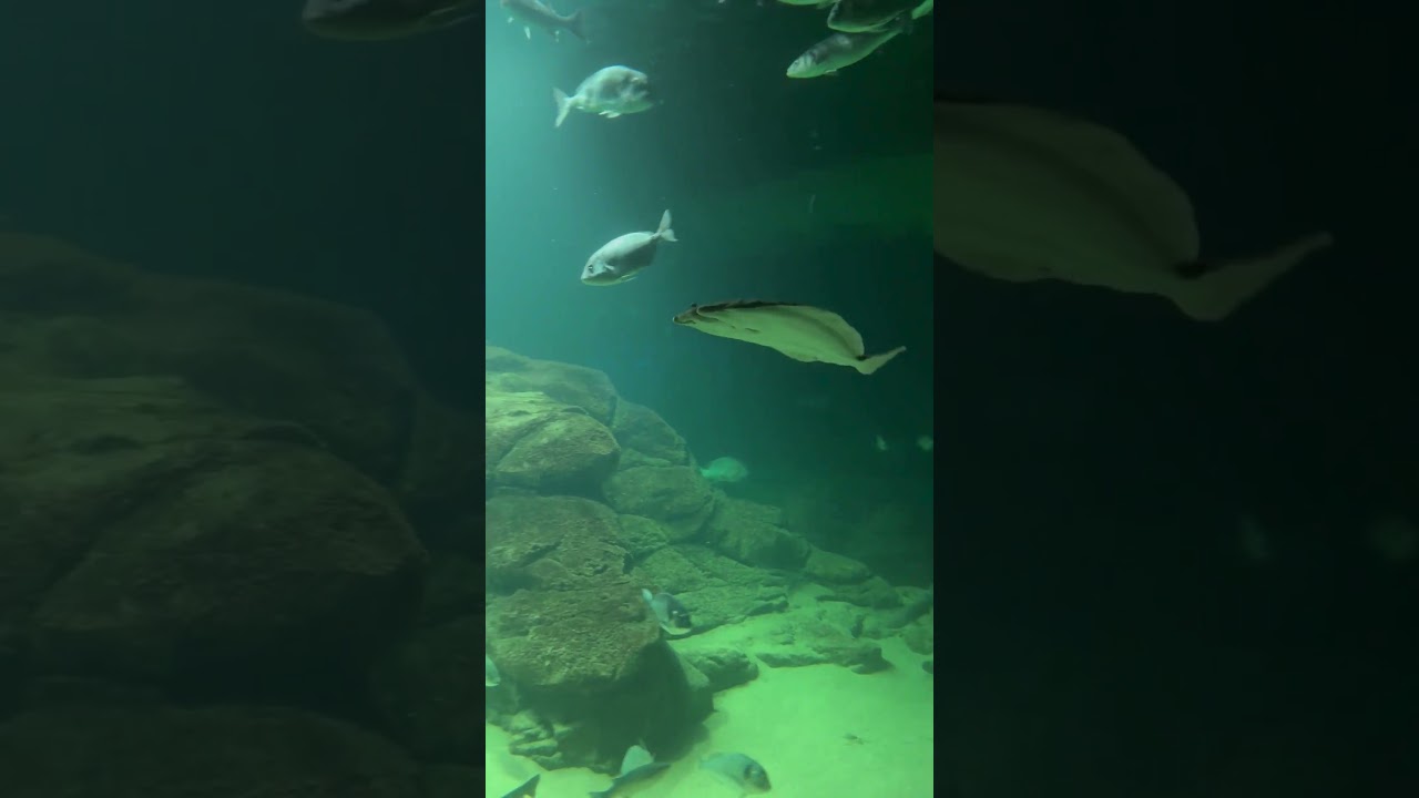 Museo Marítimo en Cantabria | Explorando el Norte
