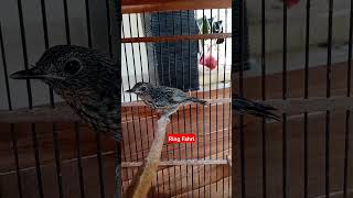 Download Lagu Anakan Burung Tledekan Gunung Lokal #birds #burungkicau #birds MP3