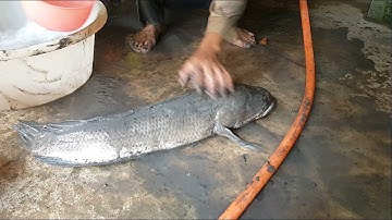 Mò Bắt Con Cá Lóc Khủng ở Mương Vườn