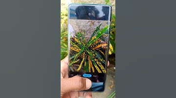 #motorola edge 40 neo camera test High quality camera review #smartphone #mobilephonereview 2024