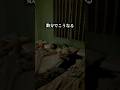 パウ・パトロール好き必見！自分から寝室へ行くようになった理由🛌💤｜セガ フェイブ　#ドリームスイッチ #子育て