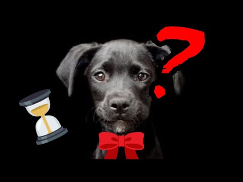 Video: ¿Mi perro me olvidará después de una semana?