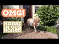 Horse in Our House!