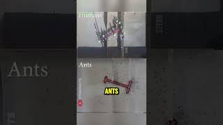 Humans vs Ants: Who Solves the Puzzle Better? 🐜🤔