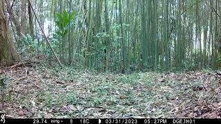 20230331 172812 IMG 0185 山羌