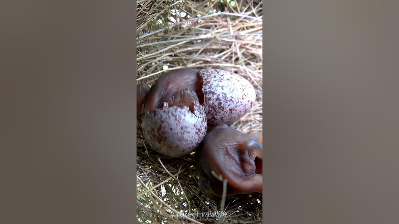  first moments of newly hatched birds in the wild the growth process