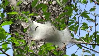 2016 0512 Eastern Tent Caterpillar Moth Nest