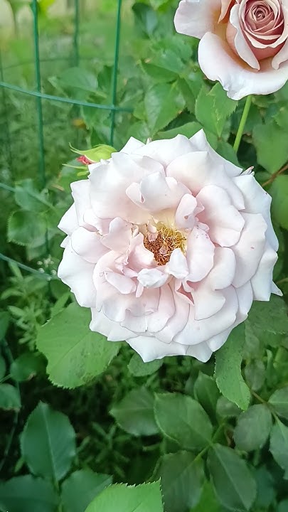 роза флорибунда Коко Локо - YouTube