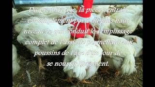 ELEVAGE POULET DE CHAIR ''POULTECH'' (تربية الدجاج)