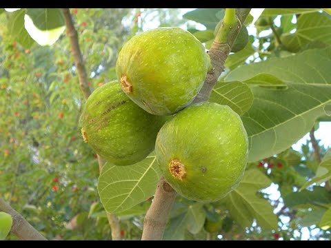 Video: Fig Espalier Info - Naučite kako Espalier Smokve u pejzažu