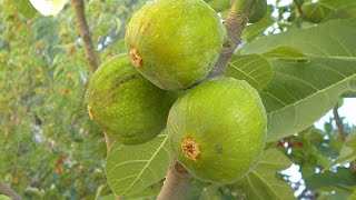 See all of our edible fig plants
at:https://www.logees.com/edible-figs.htmlhow to grow figs in
containers - learn which varieties perform best, how to...