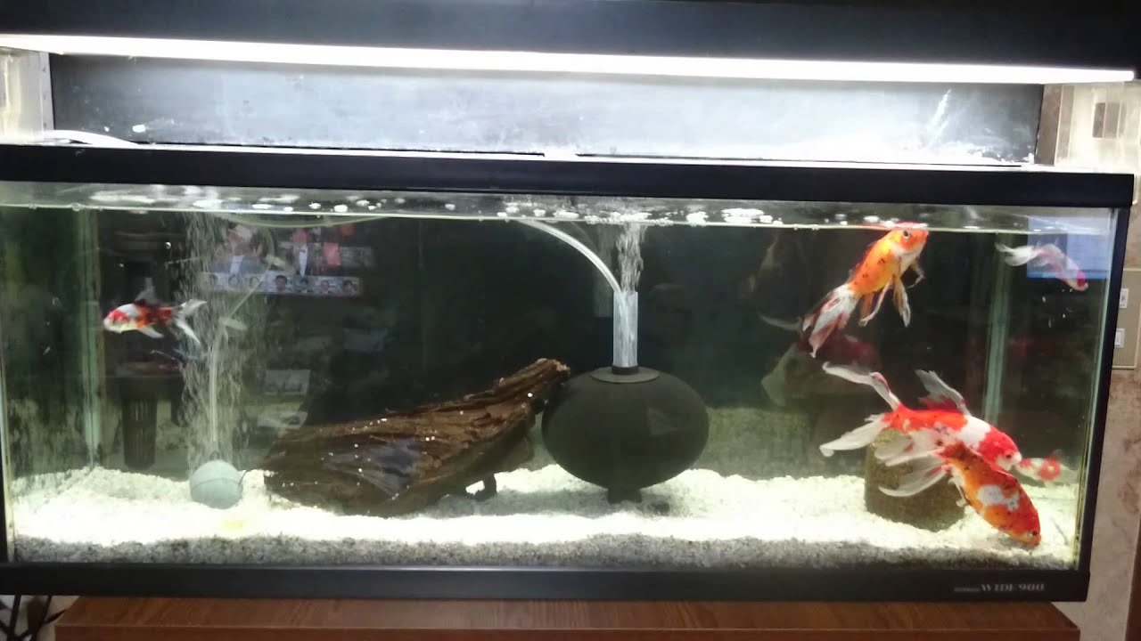 朱文金の水槽の適切な大きさと選び方について 金魚図鑑