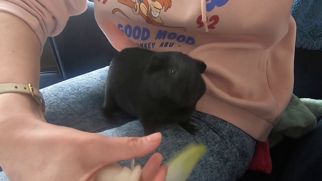 on a adopté des cochons d'Inde  c'est vraiment trop mignon #tropChou