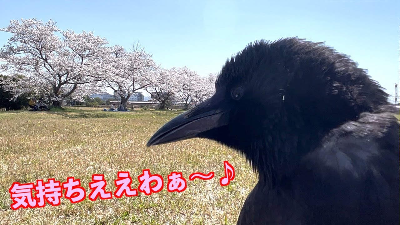 [平城宮跡で大満足のカラスのリキ]桜が満開でした