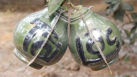 Độc đáo bưởi hồ lô BonSai