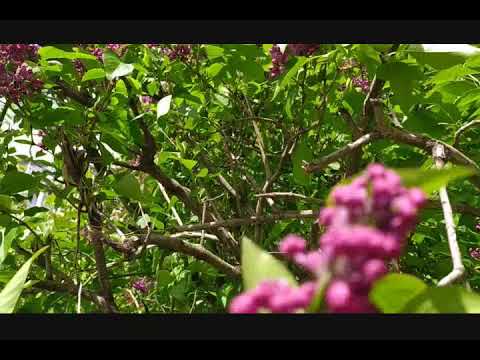 Video: Lilac (106 Fotografií): Popis Bežného Lila Kríka, Vlastnosti Výsadby Sadeníc