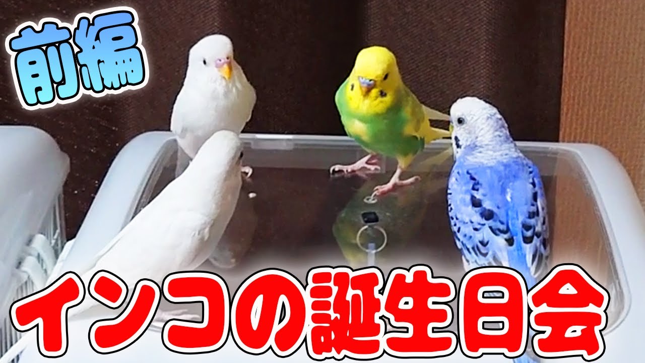 波乱のインコ集会!!】4羽集合☆ラン君のお誕生日会・前編 - YouTube