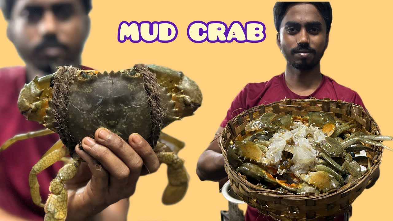 MUD CRAB 🦀 AMAZING CRAB CUTTING SKILLS 