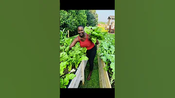 Havesting Sukuma Wiki 