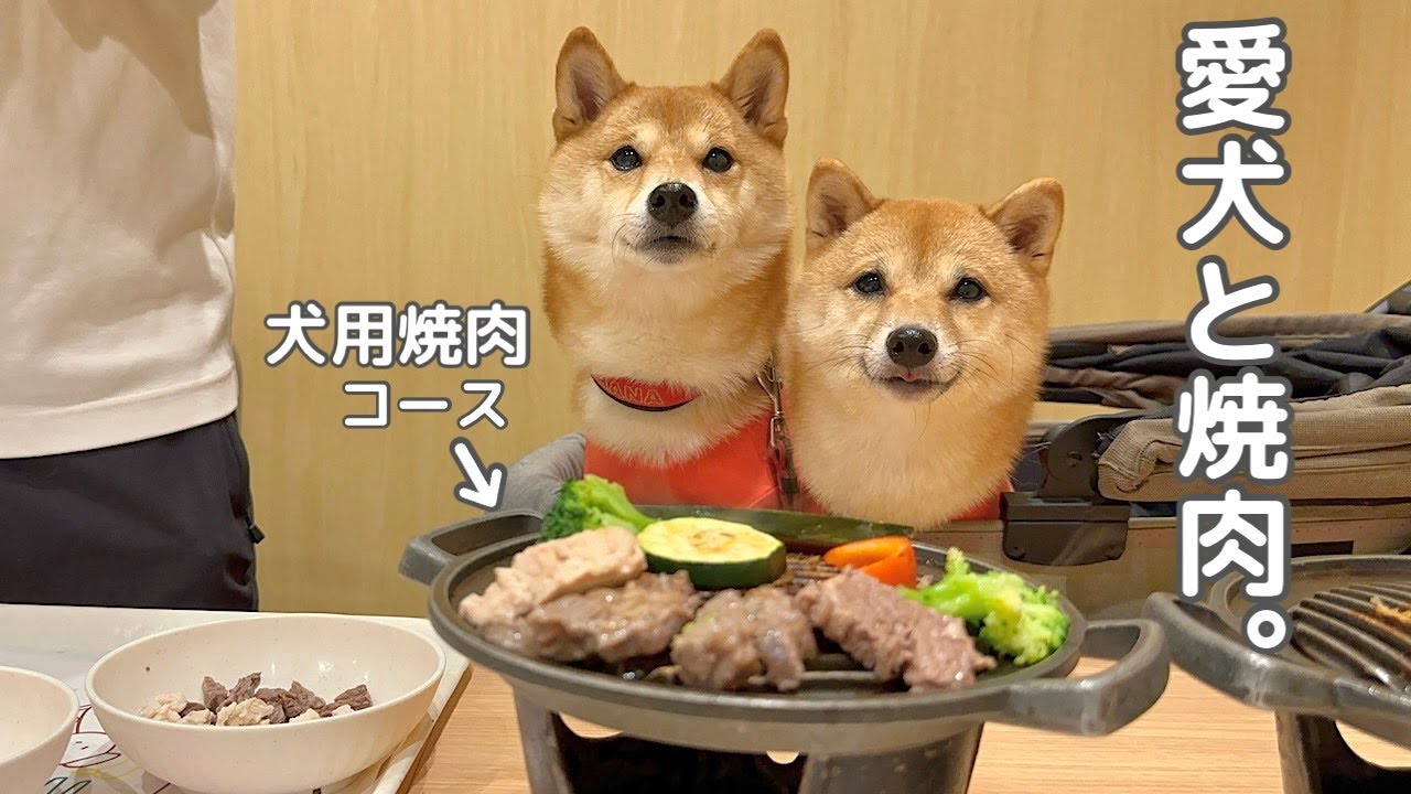 【ホテル南風楼】豆柴姉妹が大好きな長崎のお宿のお部屋と魅力を全公開します！【ルームツアー】