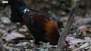 Red Junglefowl | Beautiful Chicken | Red Junglefowl feeding in the jungle | Bird sounds | screenshot 5